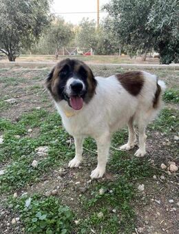 💙Olli💙Wer schenkt mir sein Herz?💙 - Alfeld (Leine)