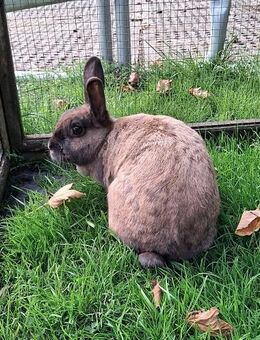 LIEBE HÄSINNEN (3Mo.-4J./geimpft) AUßEN + INNENHALTUNG! BERATUNG! Leihkaninchen - Meinerzhagen