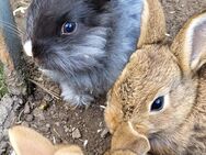 Kaninchen , jungtier - Uckermark
