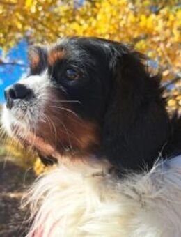 Foltos, tapferer Überlebenskünstler, ca. - Vaterstetten