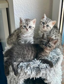 BKH Kitten reinrassig geimpft entwurmt und zuckersüß abzugeben - Burgwedel