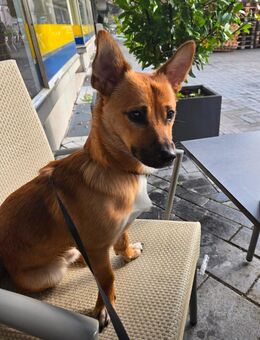 Liebevolles Zuhause gesucht für Benny - Gangelt