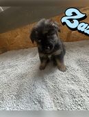 Schäfermix in 41363