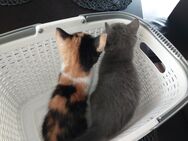 Kitten , Kätzchen katze - Castrop-Rauxel