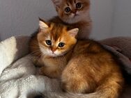 2 BKH Kitten - Papenburg