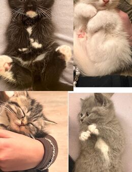 Katzenbabys BKH - Witten