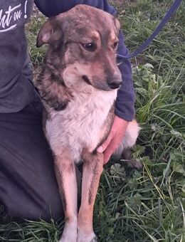 🐶 Zauberhafte Hana sucht Liebe 💕 - Eislingen (Fils)