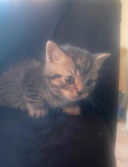 Babykatzen BKH - Würselen