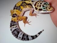 0.1 Blood Leopardgecko Weibchen Enz 24 abzugeben Hamm möglich - Emsdetten