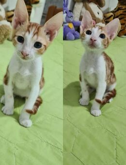 Gizmo und Tarzan aus dem Tierschutz - Grevenbroich