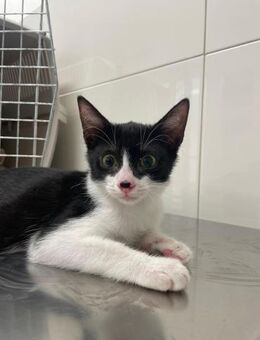 Sonnenschein Cosmo - Ellerbek