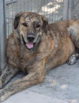 Felipe was musste er erdulden Mr - Ludwigshafen (Rhein)