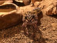 3 Leopardgeckos mit Terrarium - Frankfurt (Main)