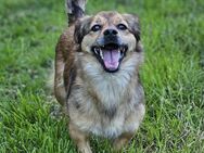 Kleine Maila sucht Für-immer-Zuhause - Leonberg (Baden-Württemberg)