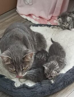 Süßen kitten - Stammham (Landkreis Altötting)