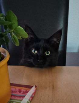 Maine Coon Kätzchen schwarz sucht ein liebevolles Zuhause - Hörselberg-Hainich