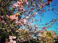 Ihr Frühjahrsangebot! Gemütliches Haus mit Traumgarten am Deich. - Haseldorf