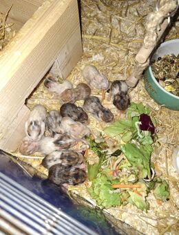 Hamster Babys - Borken