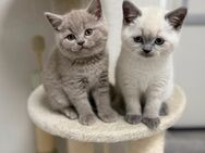 BKH Kitten Point und Lilac - Worms Zentrum