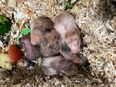 Hamster Baby’s zu verschenken. in 85057
