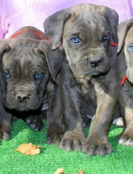 Cane corso Welpen - Köln