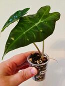 Alocasia Polly aus Rhizom in 35274