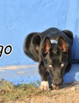 Das beste für Hugo🐾 - Essingen (Rheinland-Pfalz)