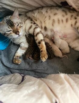 Bengal kitten - Frechen Zentrum