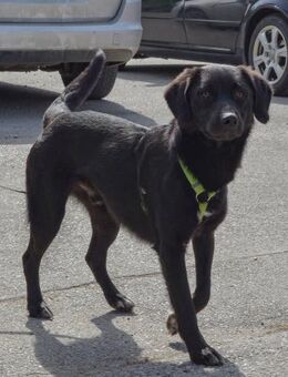 Klausi - Freundlicher Spielgefährte - Obertshausen