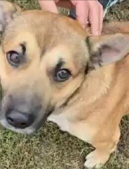 Bumi sucht ein Zuhause - Mildstedt