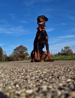 Dobermann - Tuntenhausen