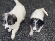 Molly und Bella suchen ihr Glück - Enger (Widukindstadt)