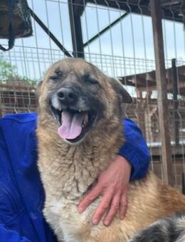 HARAS~ein toller Kerl möchte eine Chance - Duisburg