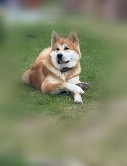 Reinrassiger Akita Inu - Neubrandenburg