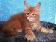 Maine Coon Kitten - Hof