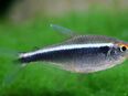 Aquarium Fisch; Schwarzer Neon - Hyphessobrycon herbertaxelrodi in 50374