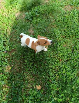 Liebevolle Zuhause gesucht für unsere Jack-Russell-Terrier-Welpen! - Hösbach