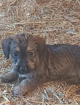 Allerliebste Rauhaardackel / Cairn Terrier (F1 Hybridwelpen) - Wissen