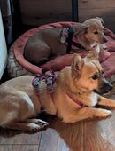 Zauberhafter kleiner Steven wünscht sich ein tolles Zuhause bei lieben Menschen mit allem Zipp und Zapp...... in 65597