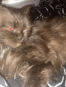 Leyla sucht ein neues zuhause💜 - Hamburg