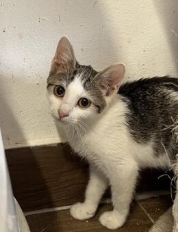 Bonnie - Bonnie und Clyde - Süderbrarup