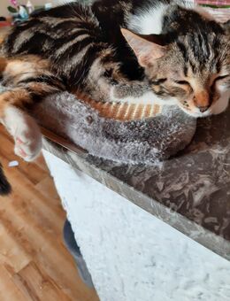 Dringend 2 Hauskatzen Männlich zu verkaufen - Zweibrücken