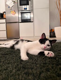 Medi sucht ein neues Zuhause 🩷 - Memmingen