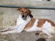 Sanfter, vertrauensvoller Hund Salva - München