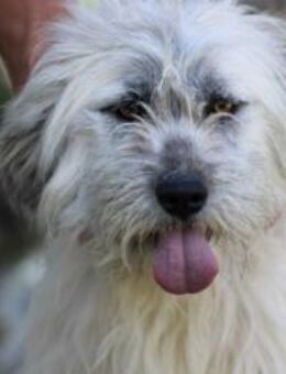 Nadia - hübsche Wuschelhündin - Lohra