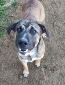 MERAK (W)- kleines Kraftpaket - Sankt Goar Zentrum