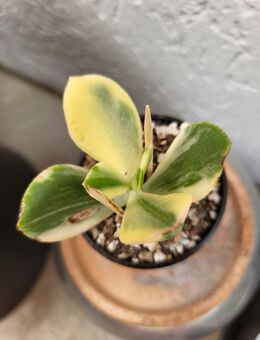 Crassula ovata blue white variegata - Braunschweig