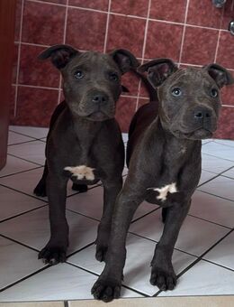 Amstaff - Osnabrück