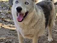 Husky-Mix Jenna sucht Fitness-Coach - Leonberg (Baden-Württemberg)