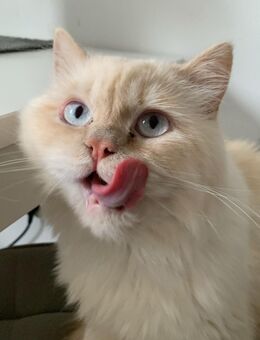 Kater in liebevolle Hände abzugeben - Genthin